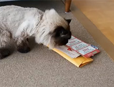 Artikelbild für: Promotion: wie man eine Katze dazu bringt auf ein Mailing aufmerksam zu machen – Zielgruppen anders denken