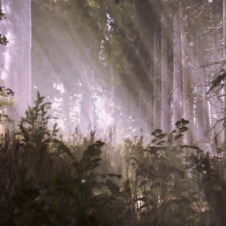 Eine virtuelle Lichtung im Wald - Aussuchnitt aus dem VR Erlebnis #WALD im Stadtmuseum Kaiserslautern