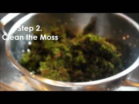 How To Make Moss Graffiti